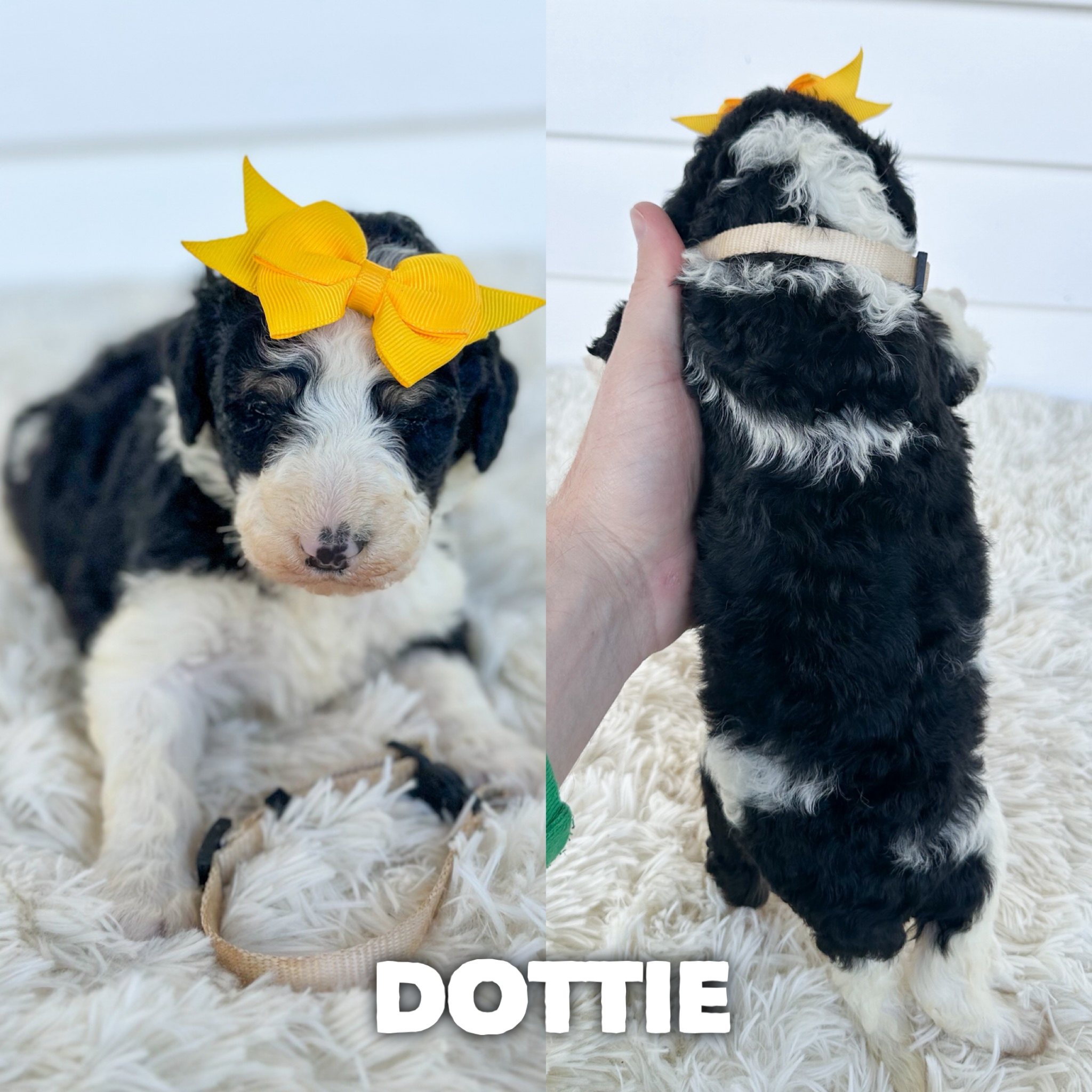 Dottie 1